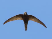 Foto: Hans-Werner Neumann/NABU-naturgucker.de