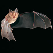 Fledermaus