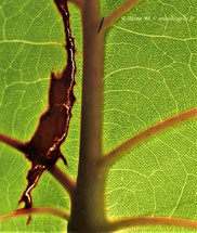 photo nature creative art creation guadeloupe