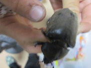 カブトムシの飼い方