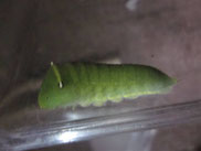 アオスジアゲハ幼虫の育て方