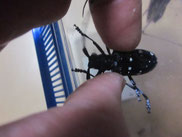 ゴマダラカミキリの飼い方