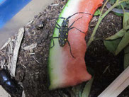 キボシカミキリの飼い方