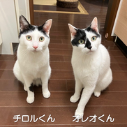 ソラくんのお留守番／ペットシッターわんにゃふる／府中市