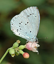 Faulbaumbläuling, Celastrina argiolus, Natura 2000, Hergenrath, Kelmis, Göhl, Geul, Gueule,Völkersberg, Belgien   