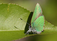 Brombeerzipfelfalter, Callophyrus rubi, Natura 2000, Hergenrath, Kelmis, Göhl, Geul, Gueule,Völkersberg, Belgien   