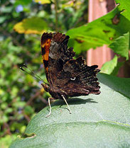 C-Falter, Polygonia c-album, Natura 2000, Hergenrath, Kelmis, Göhl, Geul, Gueule,Völkersberg, Belgien   