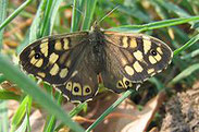 Waldbrettspiel, Pararge aegeria, Natura 2000, Hergenrath, Kelmis, Göhl, Geul, Gueule,Völkersberg, Belgien