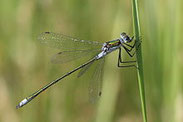 Gemeine Binsenjungfer, Lestes sponsa, Natura 2000, Hergenrath, Kelmis, Göhl, Geul, Gueule,Völkersberg, Belgien   