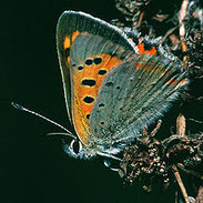 Kleiner Feuerfalter, Lycaena phlaeas, Natura 2000, Hergenrath, Kelmis, Göhl, Geul, Gueule,Völkersberg, Belgien   