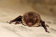 Wasserfledermaus, Myotis daubentonii, Natura 2000, Hergenrath, Kelmis, Göhl, Geul, Gueule,Völkersberg, Belgien   