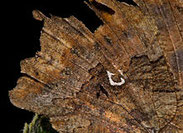 C-Falter,Polygonia c- album,Natura 2000, Hergenrath, Kelmis, Göhl, Geul, Gueule,Völkersberg, Belgien   