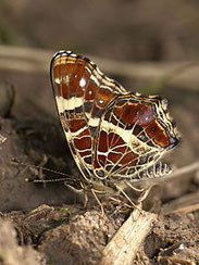 Landkärtchen, Araschnia levana, Natura 2000, Hergenrath, Kelmis, Göhl, Geul, Gueule,Völkersberg, Belgien   