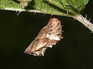 Landkärtchen, Araschnia levana, Natura 2000, Hergenrath, Kelmis, Göhl, Geul, Gueule,Völkersberg, Belgien   