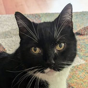 Rentner-Kater verliert sein Zuhause, Freigänger