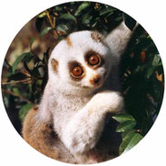 don't supper the slow loris pet trade