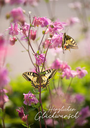 Glückwunschkarte A5, Geburtstagskarte A5, Glückwunschkarte Schmetterling, Geburtstagkarte mit Schmetterling, Schwalbenschwanz