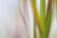 Abstrahierte Naturfotografie