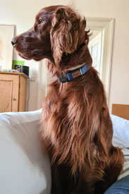 Irish Red Setter Royal Prince Rusty of the Red Dancing Sky