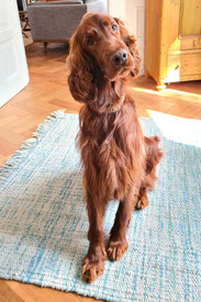 Irish Red Setter Royal Prince Rusty of the Red Dancing Sky
