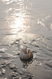 brigitta backhaus, nurnatur, landart, landartist, art, temoraryart, inspired by nature, naturalart, landartphotography, temporayartwork, landscape