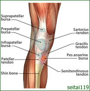 膝の内側の腱に炎症