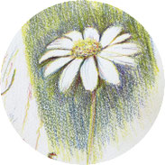 Inspiration - Wiesenblumen mit Farbstiften skizzieren - DIY