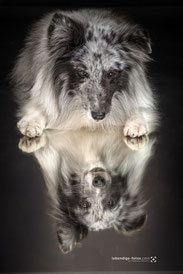 Grizzle Blue of Sprightliness