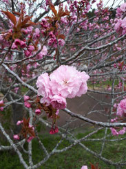 戸沢池の桜一輪,鈴木孝一さん,桜フォトコンテスト,2020,浅草粋や賞
