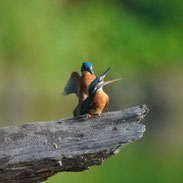 Eisvogel beobachtet von Natur und Wildlifefotografie Berlin Brandenburg Regional -Sven Budberg