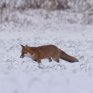 Fuchs auf einem Feld - Wildlifefotografie Berlin Brandenburg Regional - Sven Budberg