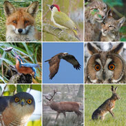 Wildlife Fotografie Berlin Brandenburg Regional. Sven Budberg Natur und Wildlifefotografie.