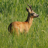 Rehbock und Rehe beobachtet von Natur und Wildlifefotografie Berlin Brandenburg Regional -Sven Budberg