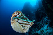 www.ronaldosephius.nl nautilus zee blauw Bewust groeien vanuit innerlijke kracht