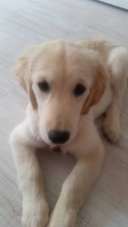 Karamell, Golden Retriever 