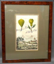 J.C. Volkamer "Lemon Peretto Spada " colorierter Kupferstich Bl.140 32,5x20,5, € 250,00