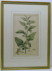 Atropa Belladonna, Carl von Linné, Systema Naturae, nach 1735, Tollkirsche,Stich ,€ 260,00