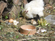 naissance d'un poussin de soie à la ferme