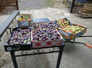 vente de fruits du verger