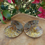 Fossiles d'ammonite site d'alani rivera