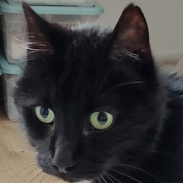 EKH, Rambo, sucht Plätzchen als Senior, verträglich mit anderen Katzen und Hunden, Tierschutz