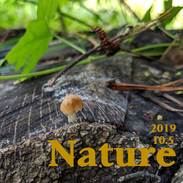 nature_キノコ（京都科学読み物研究会主催）