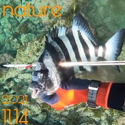 nature_魚