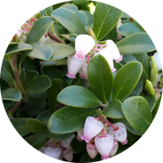 Husmann Heide-Jungpflanzen Button Arctostaphylos