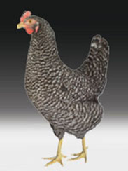 Bild Huhn, sperber