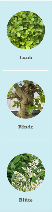 Beschreibung des Chinesischen Liguster, Ligustrum, als Bonsai Blüte Rinde und Laub