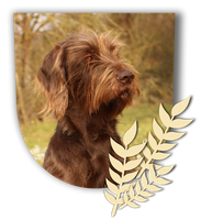 woernitzstaedter-pudelpointers Webseite!