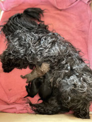 aktuelle Welpen, Bolonka Österreich, kleine Hunde