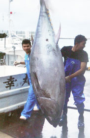 八重山で今年初となる本マグロの水揚げ(6日午前)
