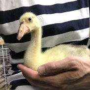お店にいる動物たち 随時更新致します 販売価格は全て税抜き表示です Cafe Rareanimal ページ
